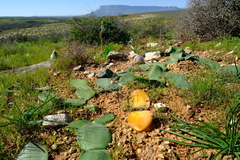 Haemanthus lanceifolius