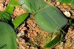 Haemanthus lanceifolius