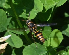 Polistes snelleni