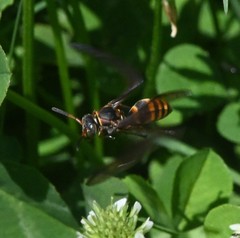Polistes snelleni