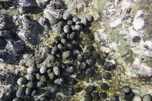 Nerita costata