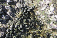 Nerita costata