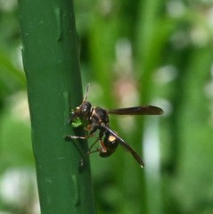 Polistes snelleni