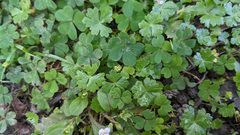 Hydrocotyle batrachium