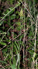 Platanthera chapmanii