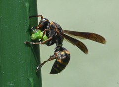 Polistes snelleni