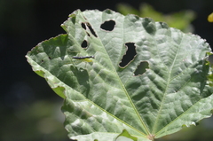 Odontomantis planiceps