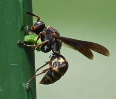 Polistes snelleni