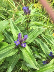 Gentiana cruciata cruciata