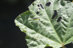 Odontomantis planiceps