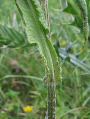 Tephroseris cladobotrys subfloccosa