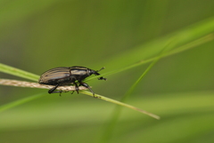 Sphenophorus costipennis