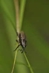 Sphenophorus costipennis
