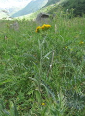 Tephroseris cladobotrys subfloccosa