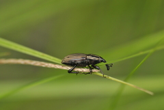 Sphenophorus costipennis
