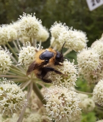 Bombus