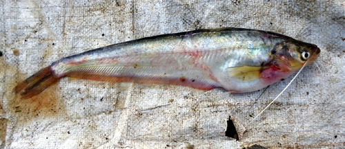 Butter catfish (Ompok bimaculatus) — Siluridae