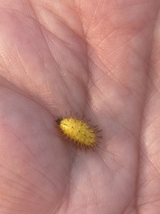 Epilachna varivestis