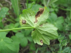 Astrantia trifida