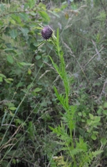 Cirsium pendulum