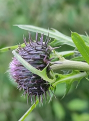 Cirsium pendulum