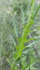 Cirsium pendulum