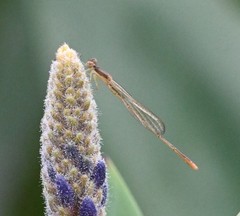Agriocnemis pygmaea