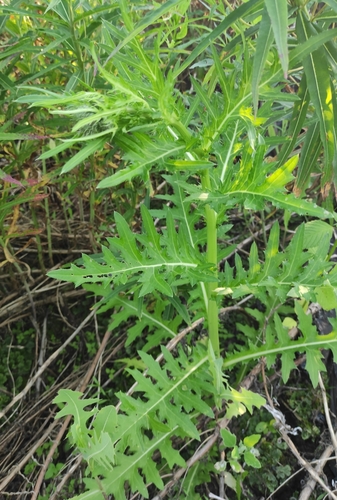 Image of Pendulous Thistle (Cirsium pendulum) by (c) Юлия, some rights reserved (CC BY)
