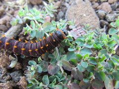 Battus polydamas psittacus