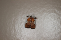 Galasa nigrinodis