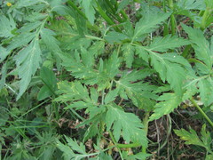 Eleutherospermum cicutarium