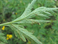Eleutherospermum cicutarium