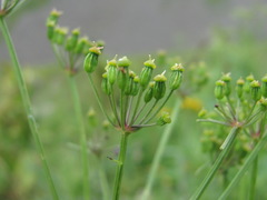 Eleutherospermum cicutarium