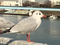 Chroicocephalus ridibundus