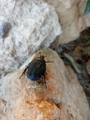 Protaetia morio