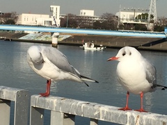Chroicocephalus ridibundus