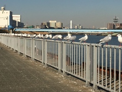 Chroicocephalus ridibundus