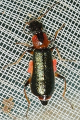 Protapalochrus flavolimbatus