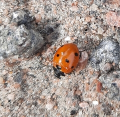 Coccinella septempunctata
