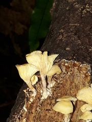 Rhizocybe albida