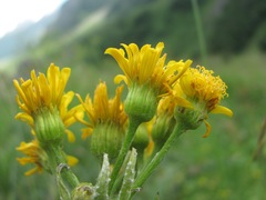 Tephroseris cladobotrys subfloccosa