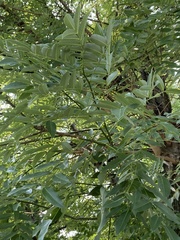 Styphnolobium