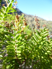 Veronica rakaiensis