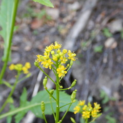 Rorippa barbareifolia