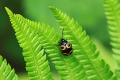 Gallerucida bifasciata