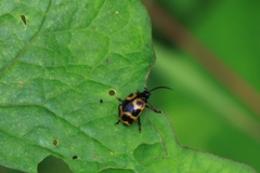 Gallerucida bifasciata