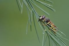 Philanthus triangulum