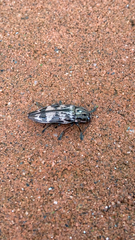 Buprestis consularis