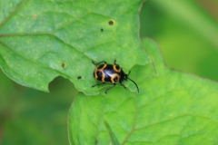 Gallerucida bifasciata