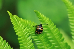 Gallerucida bifasciata